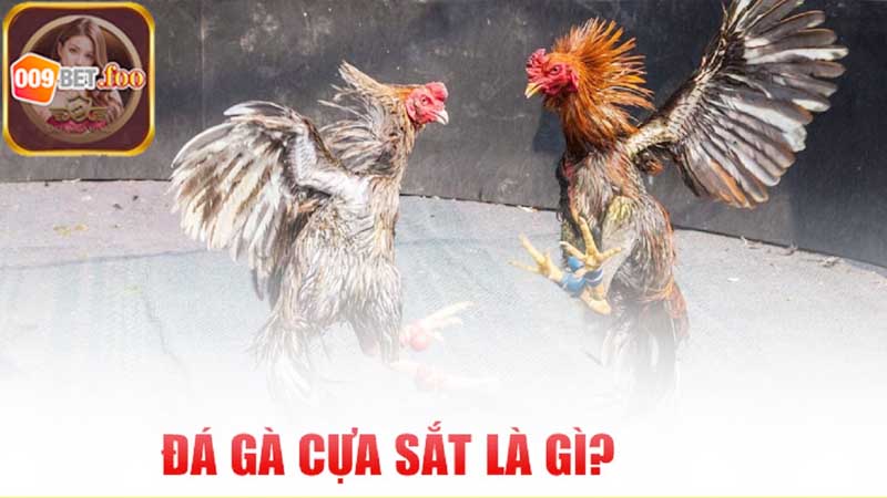 Tìm hiểu về Đá gà cựa sắt